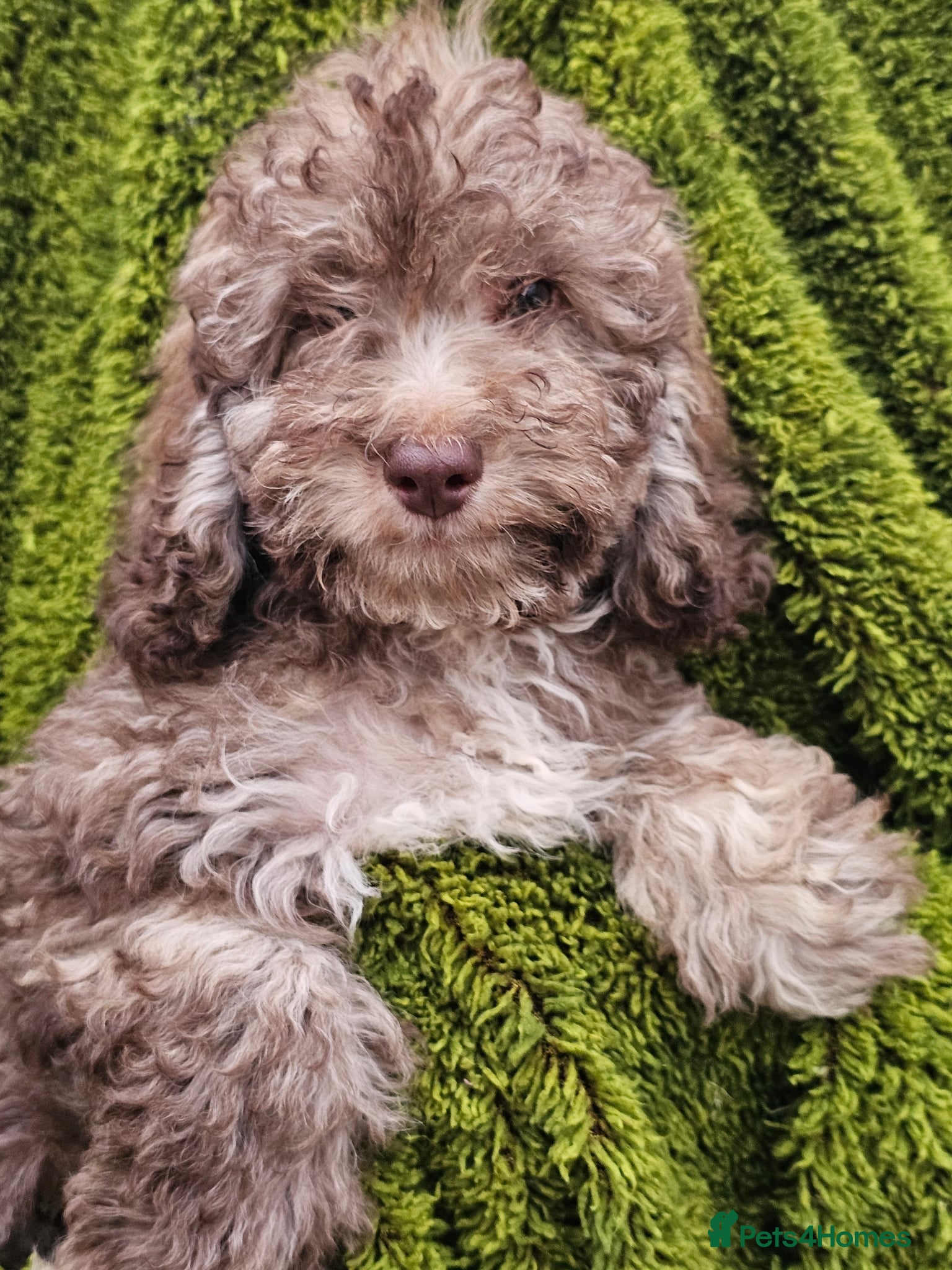 Cockapoo dogs Health tested Choc, sable & phantoms cockapoos  - Advert 2
