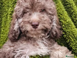 Cockapoo dogs Health tested Choc, sable & phantoms cockapoos - Advert 2
