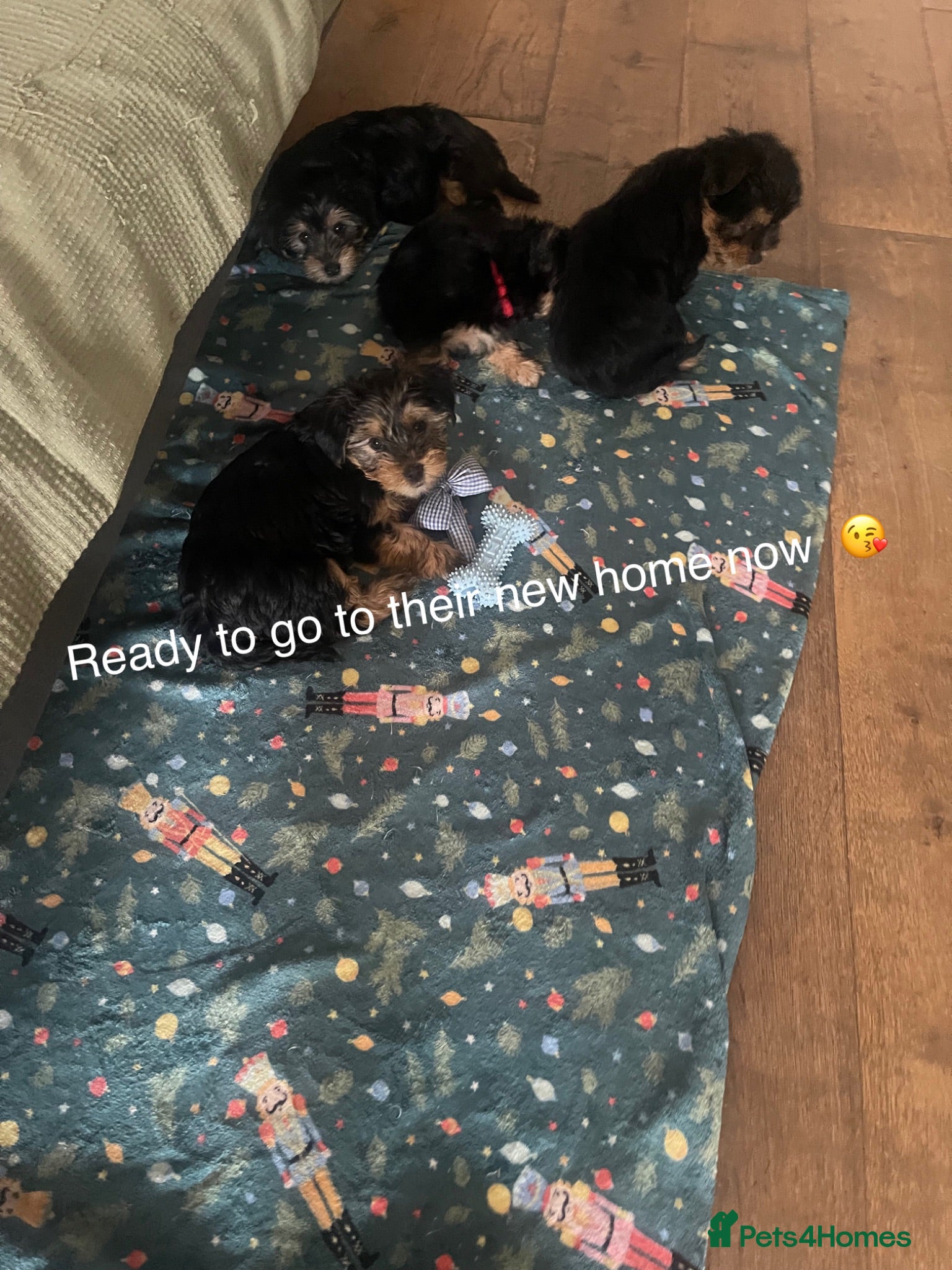 Yorkshire Terrier dogs  5- Adorable Yorkshire Terrier Puppies  - Advert 3