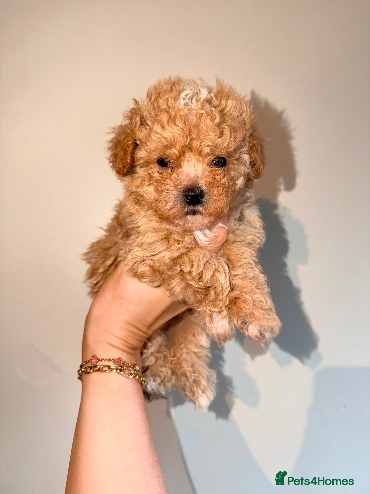 Maltipoo dogs 2X ADORABLE MALTIPOO PUPPIES - Advert 2