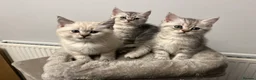 British Shorthair cats for sale: A beautiful kittens British shorthair  - Advert 11
