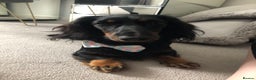 Miniature Dachshund dogs for sale:  long haired miniature dachshund male KC registere - Advert 21