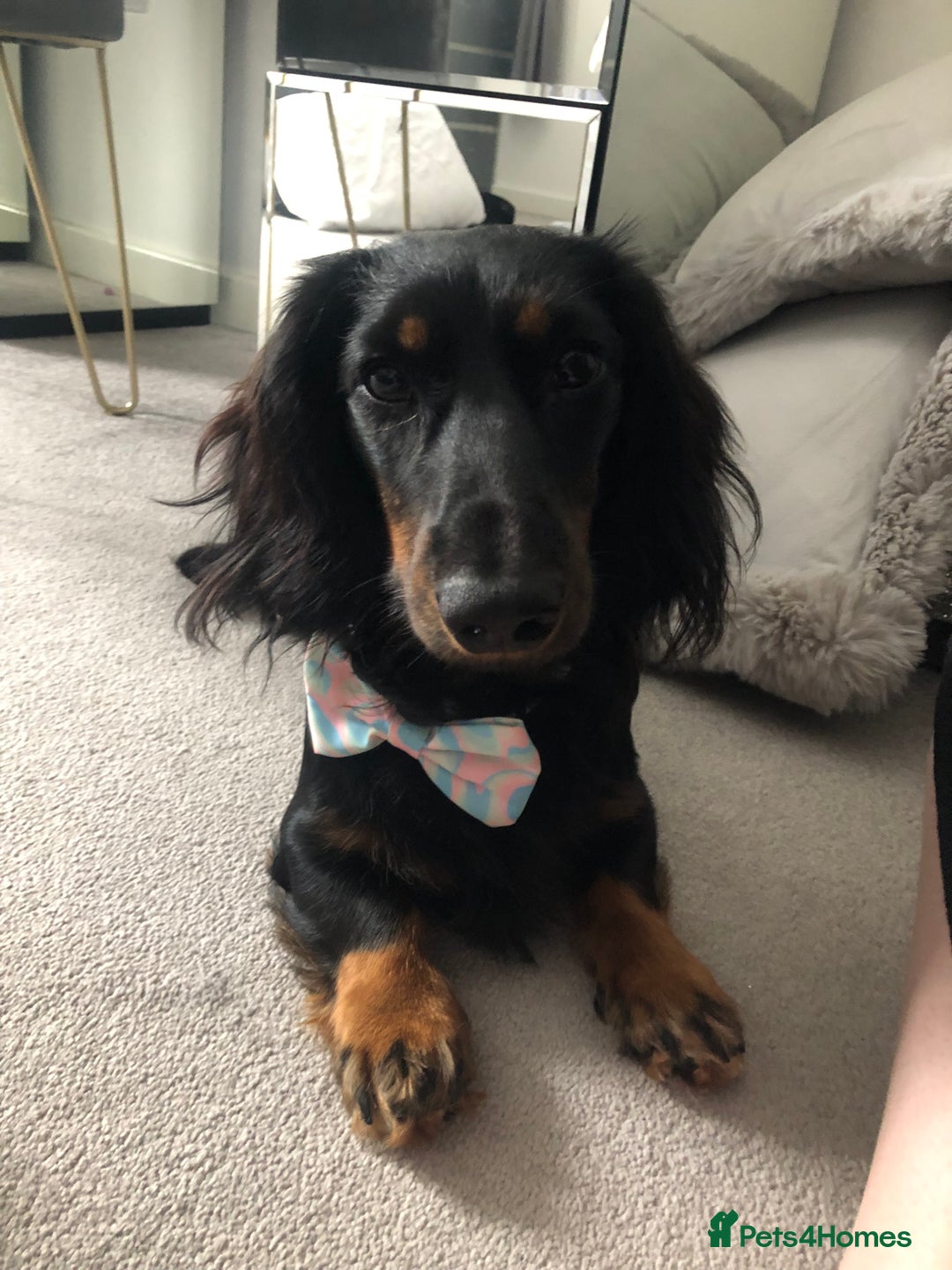 Miniature Dachshund dogs for sale:  long haired miniature dachshund male KC registere - Advert 21