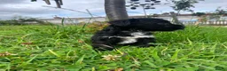 Schnoodle dogs for sale: 🐾 Adorable Schnoodle Puppies 🐾 - Advert 24