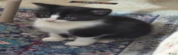 Mixed Breed cats for sale: Playful black and white tuxedo  - Advert 6