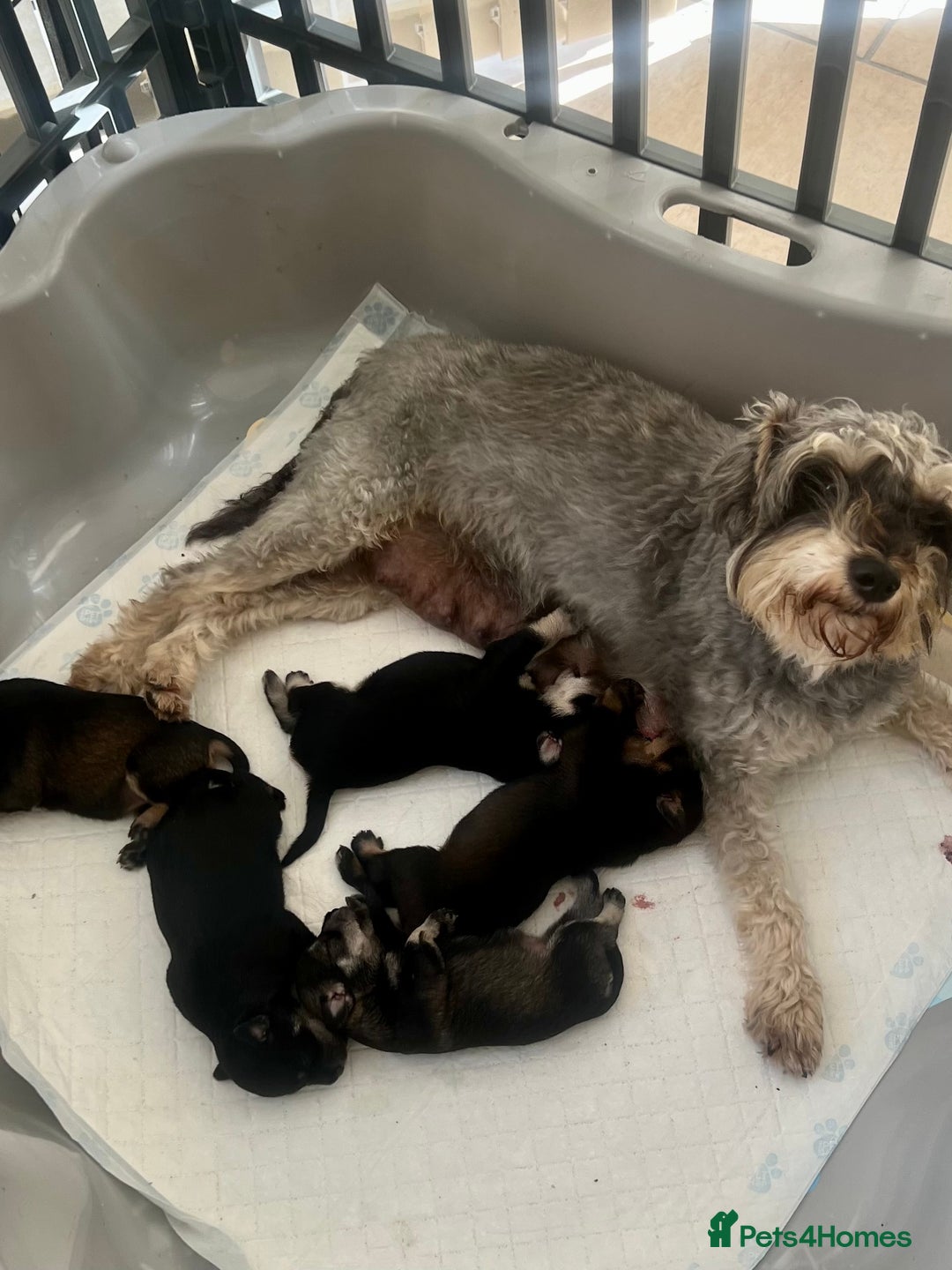 Miniature Schnauzer dogs for sale: 🐾🐶Schnauzer/Schnoodles🐶🐾 - Image 14