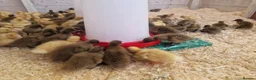 Ducks poultry for sale: Day old female ducklings  - Advert 4