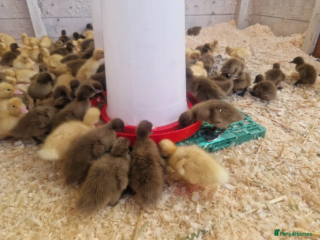 Ducks poultry for sale: Day old female ducklings  - Advert 4
