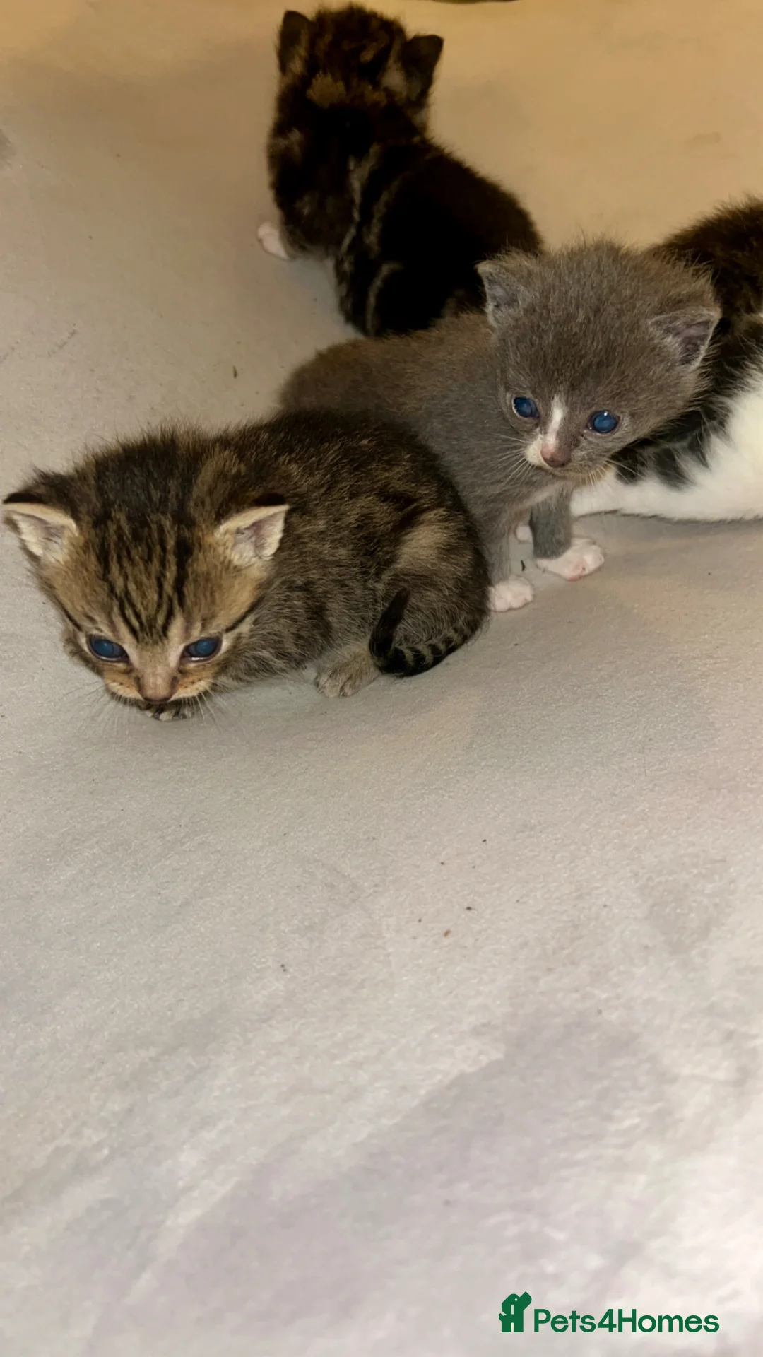 Mixed Breed cats for sale: 5 kittens  - Advert 10