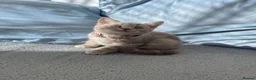 British Shorthair cats for sale: 🐾 GCCF Registered British Shorthair Kittens  - Advert 5