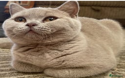 British Shorthair cats for sale: Rehoming Our Precious British Shorthair Cats - Advert 16