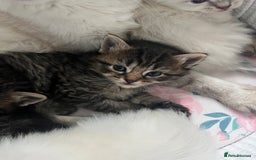 Ragdoll cats for sale: Ragdoll kittens  - Image 2