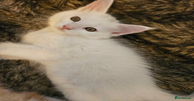 Maine Coon cats - Advert 7