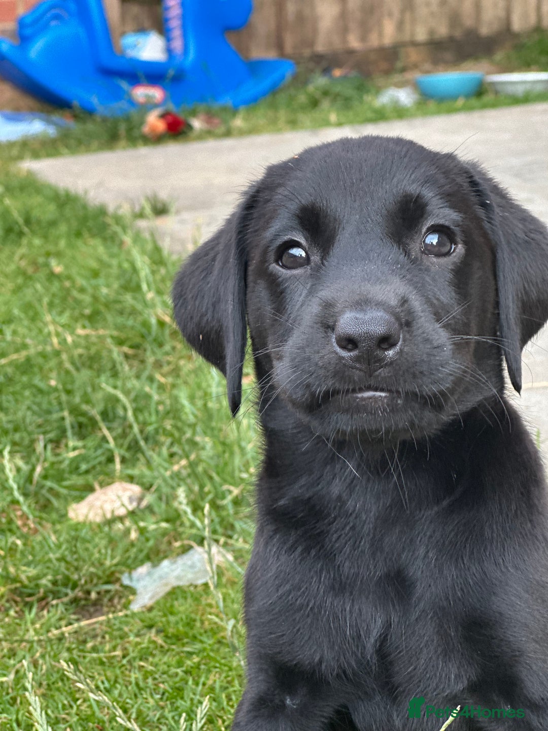 Labrador Retriever dogs for sale: 2beautiful black puppiesAVAILABLE READY to leave. - Image 22