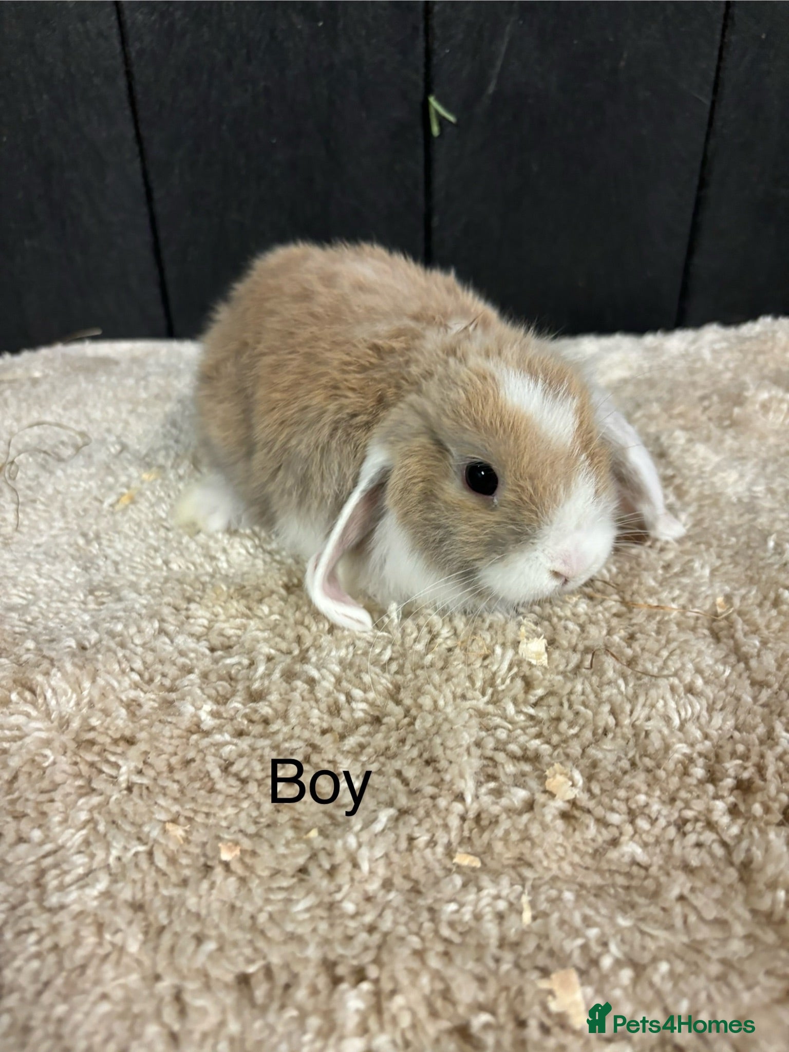 Mini Lop rabbits Stunning bunnies  - Advert 5