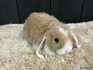 Mini Lop rabbits Stunning bunnies - Advert 5