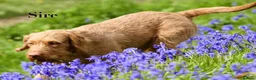 Hungarian Vizsla dogs for sale: Hungarian WIREHAIRED VIZSLA puppies KC reg'd  - Advert 9