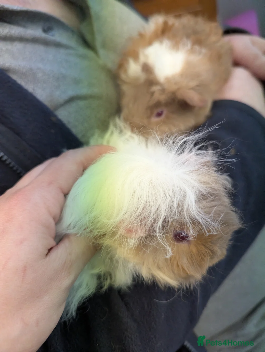 Guinea Pig rodents for sale: Pure Lunkarya baby boy guinea pigs - Advert 1