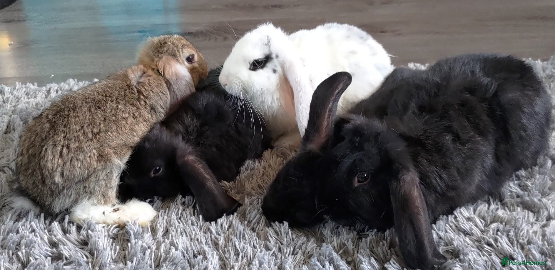 Mini Lop rabbits Cute French x Mini Lop Ready to Go. Must Read Pls! - Advert 1