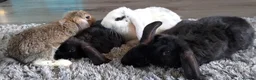 Mini Lop rabbits for sale: Cute French x Mini Lop Ready to Go. Must Read Pls! - Advert 1