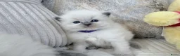 Ragdoll cats for sale: Blue Point Ragdoll Kittens for sale - Advert 9