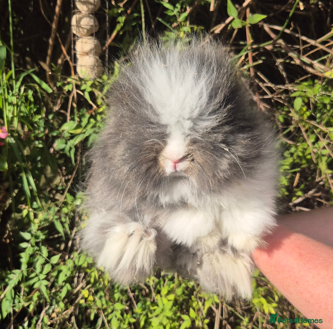 Angora rabbits for sale: 😍Large Angora babies- parents imported from 🇫🇷  - Image 2