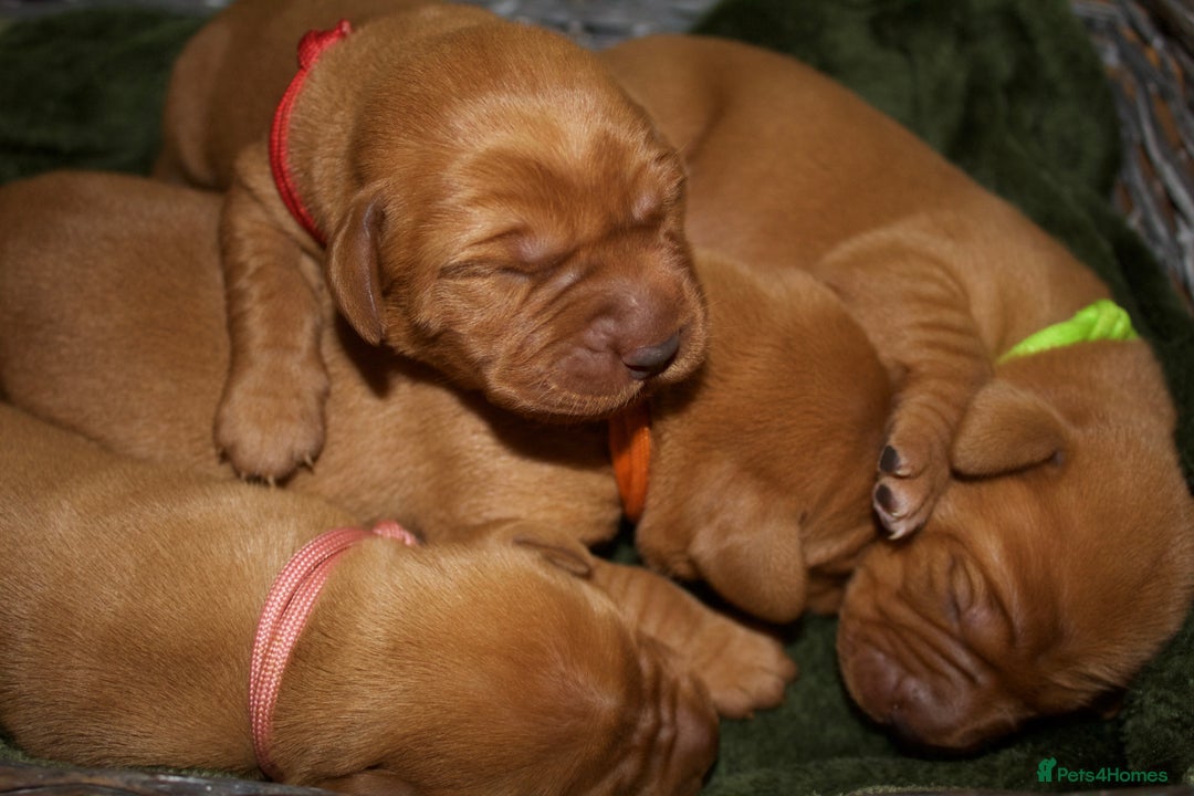 Labrador Retriever dogs for sale: 🐾 KC Registered Fox Red Lab Puppies 🐾 - Image 6