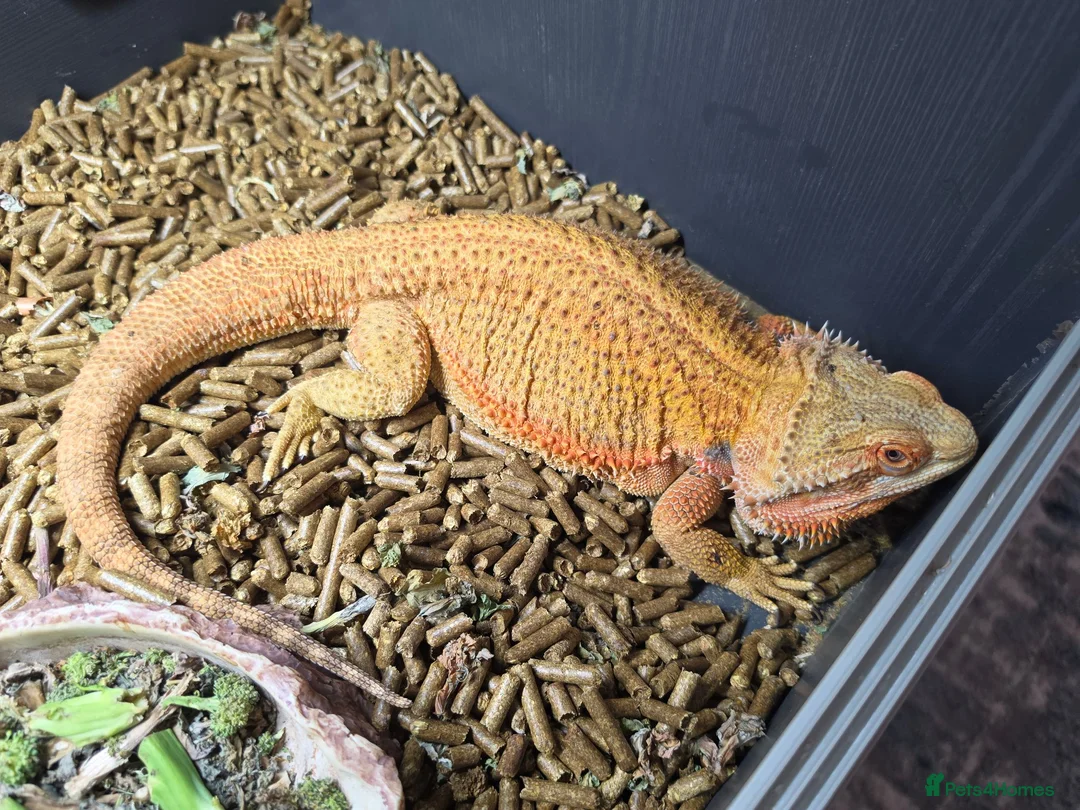 Bearded Dragon reptiles for sale: Bearded dragon and full set up. in Glossop - Advert 3