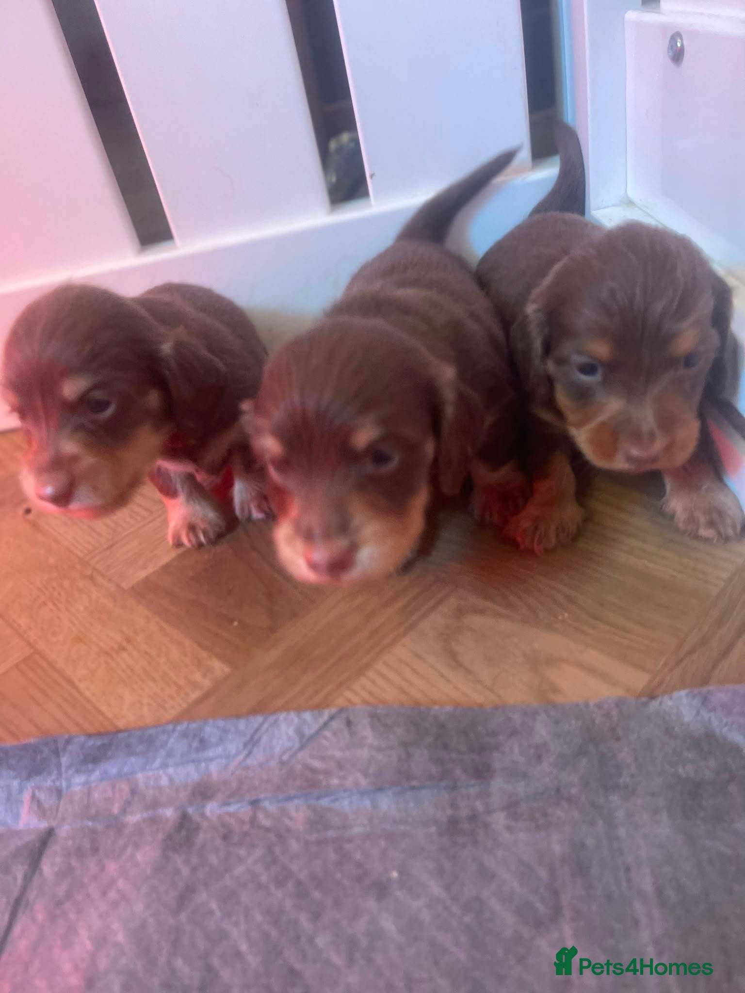 Dachshund dogs ❤️ Beautiful Long Haired Dachshund Puppies - Advert 2
