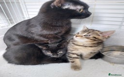 British Shorthair cats for sale: BBSH +British tabby shorthair in Manchester - Image 14
