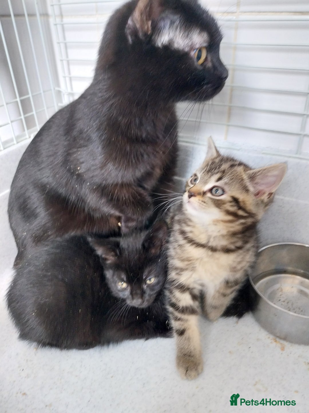 British Shorthair cats for sale: BBSH +British tabby shorthair in Manchester - Image 14