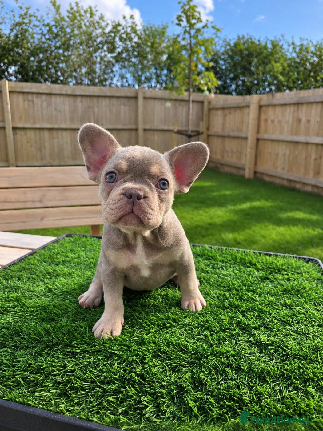 French Bulldog dogs Exceptional KC Registered French Bulldog Puppies - Advert 1