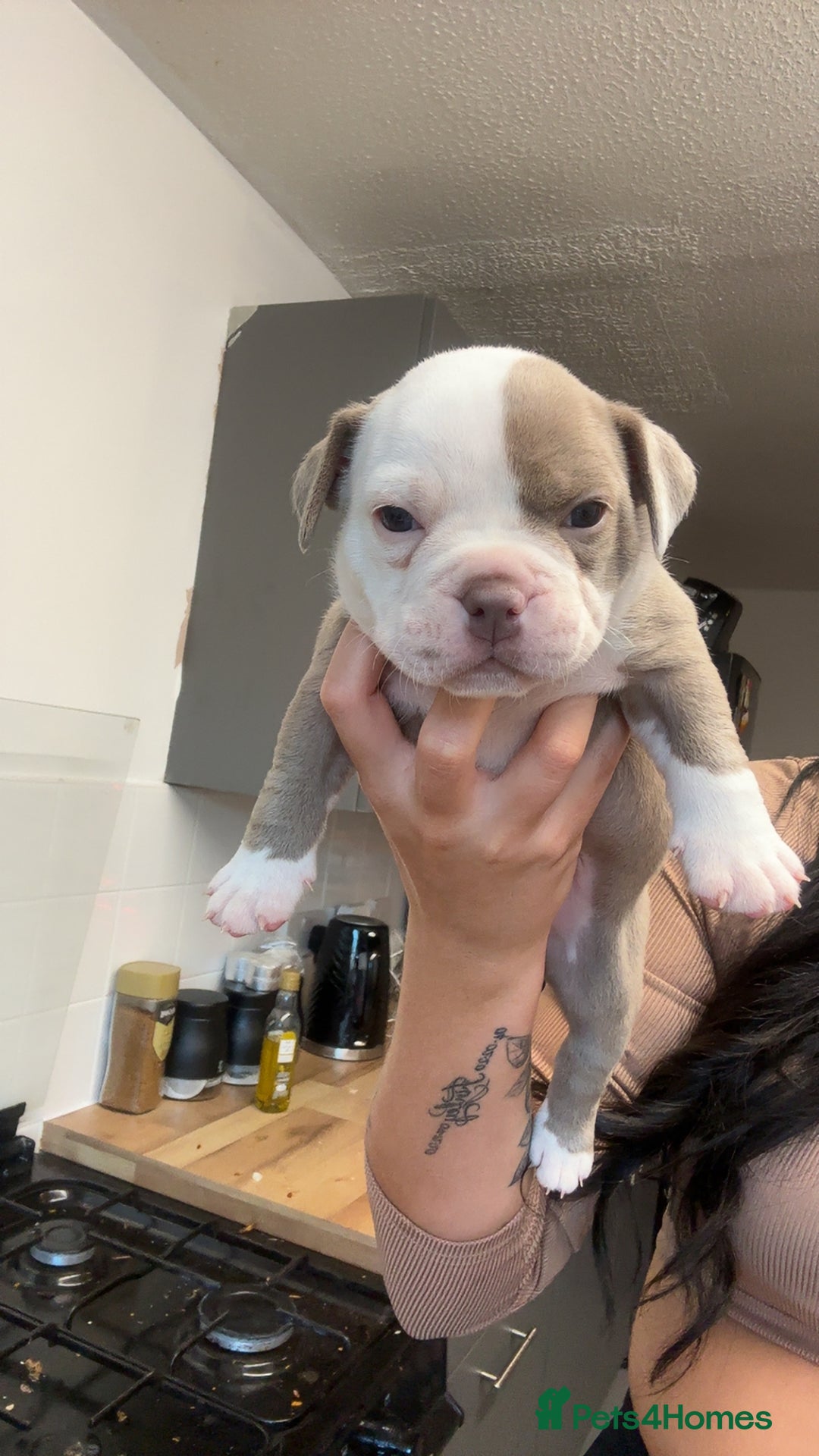 Mixed Breed dogs for sale: Pocket bully x old English bulldogge - Image 5