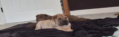 Shar Pei 2 course coat