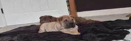 Shar Pei dogs for sale: 2 male sharpei pups - Advert 2