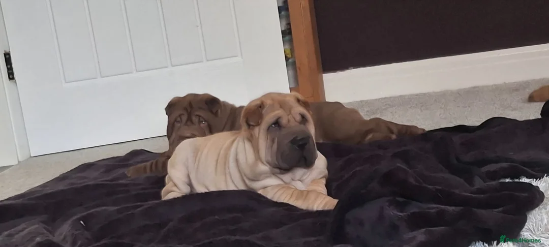 Shar Pei dogs for sale: 2 male sharpei pups - Advert 2