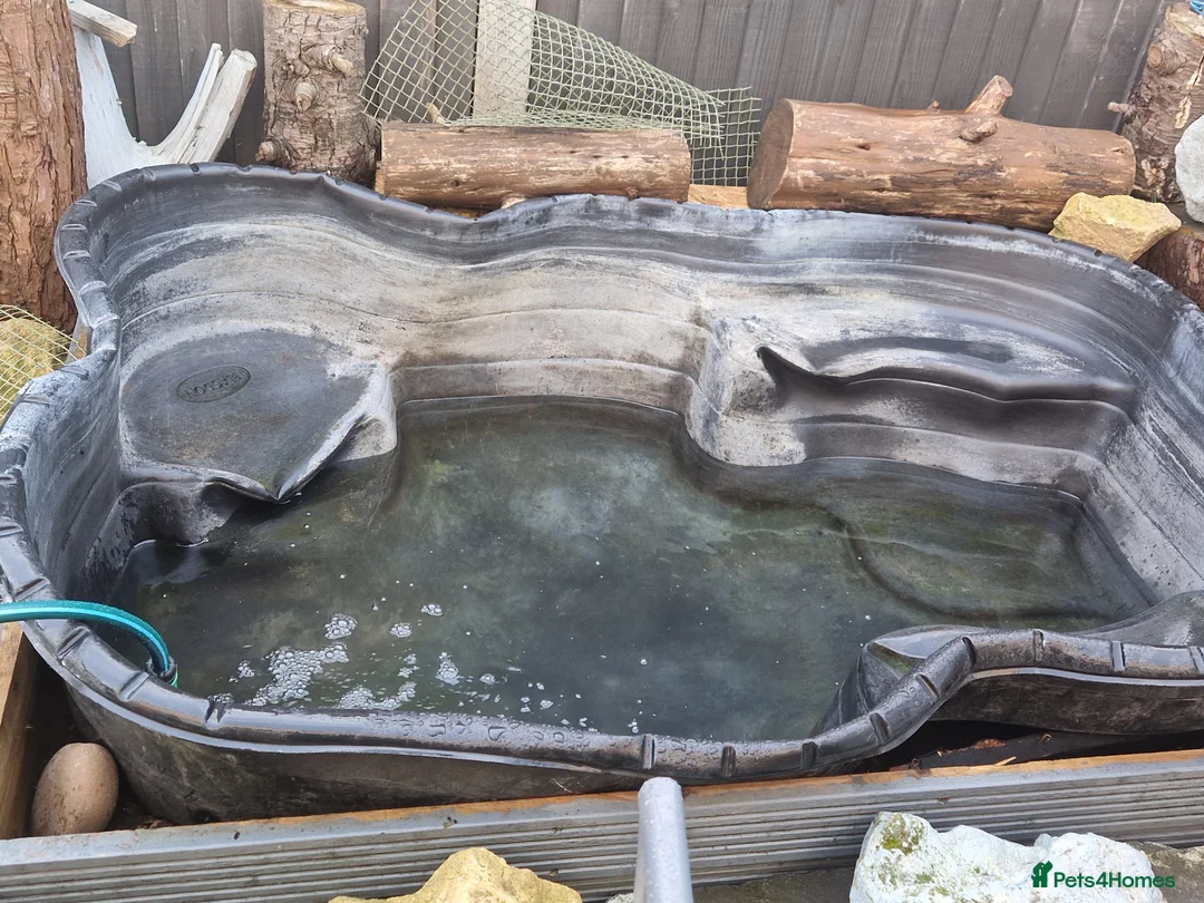 Koi Carp fish for sale: Koi and goldfish for sale - Advert 2