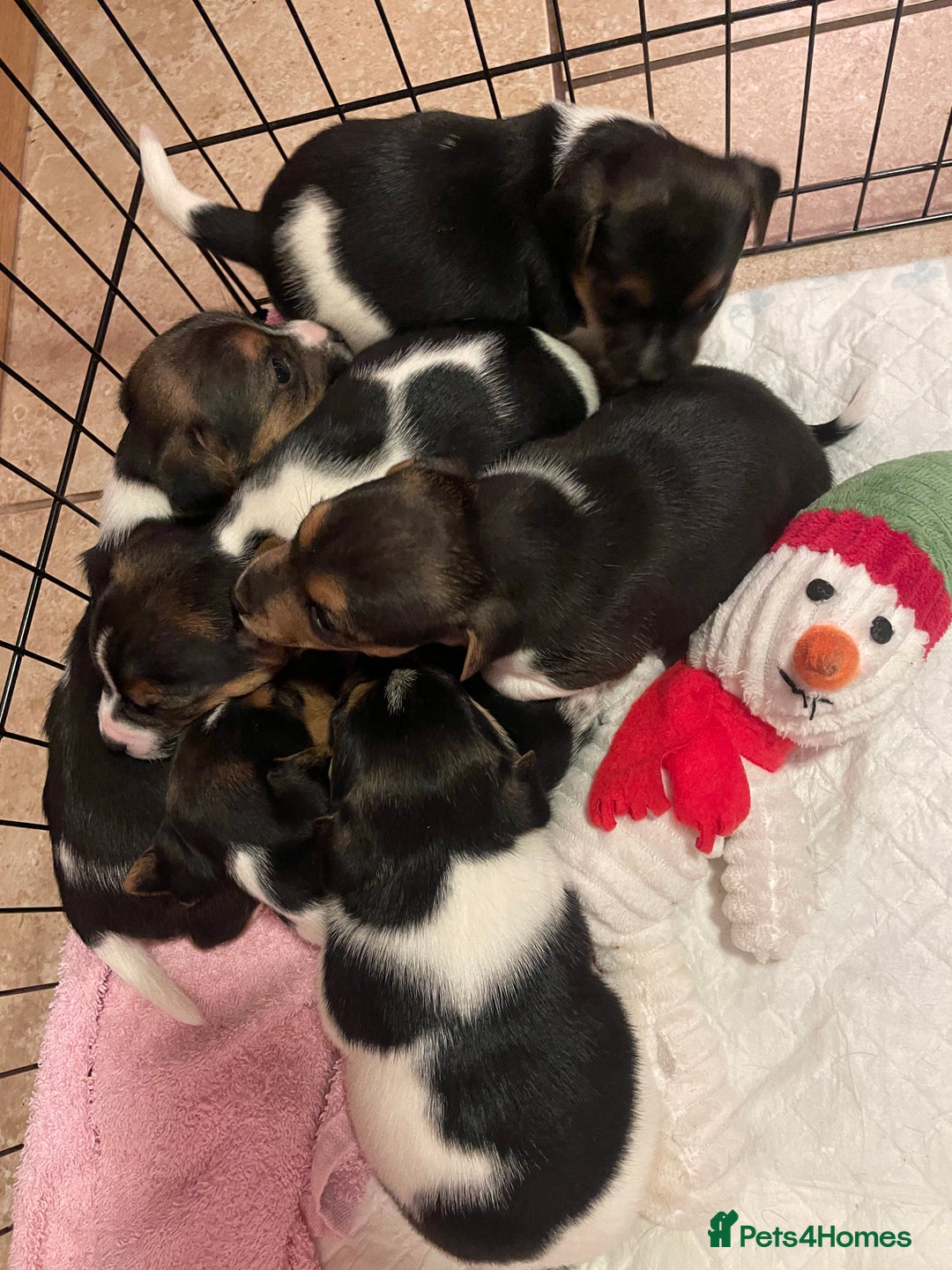 Jack Russell dogs for sale: Beautiful Tri-coloured Jack Russell  - Advert 3