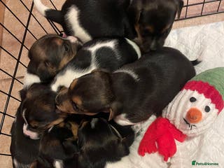 Jack Russell dogs Beautiful Tri-coloured Jack Russell - Advert 7