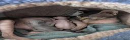 Sphynx cats for sale: For sale two adorable sphynx kittens,  - Advert 1