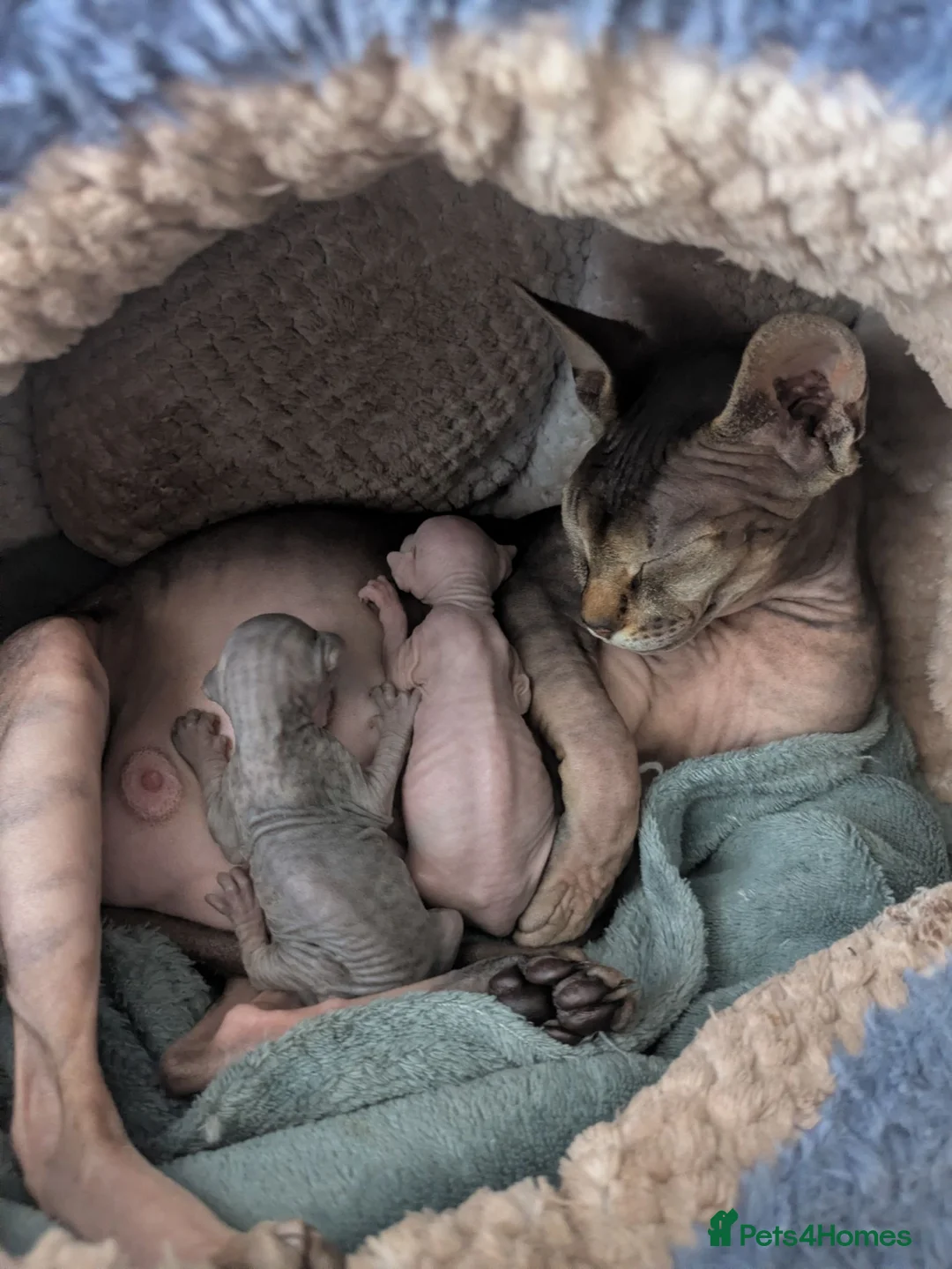 Sphynx cats for sale: For sale two adorable sphynx kittens,  - Advert 1