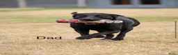 Labrador Retriever dogs for sale: WAIT LIST for KC reg Health tested litter  - Advert 4