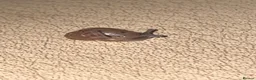 Snails invertebrates for sale: Baby Giant African Lands Snails - Advert 2