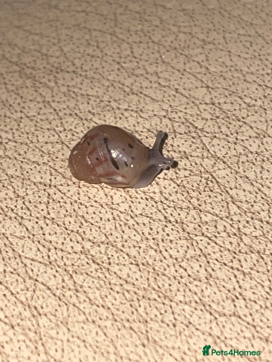 Snails invertebrates for sale: Baby Giant African Lands Snails - Advert 2