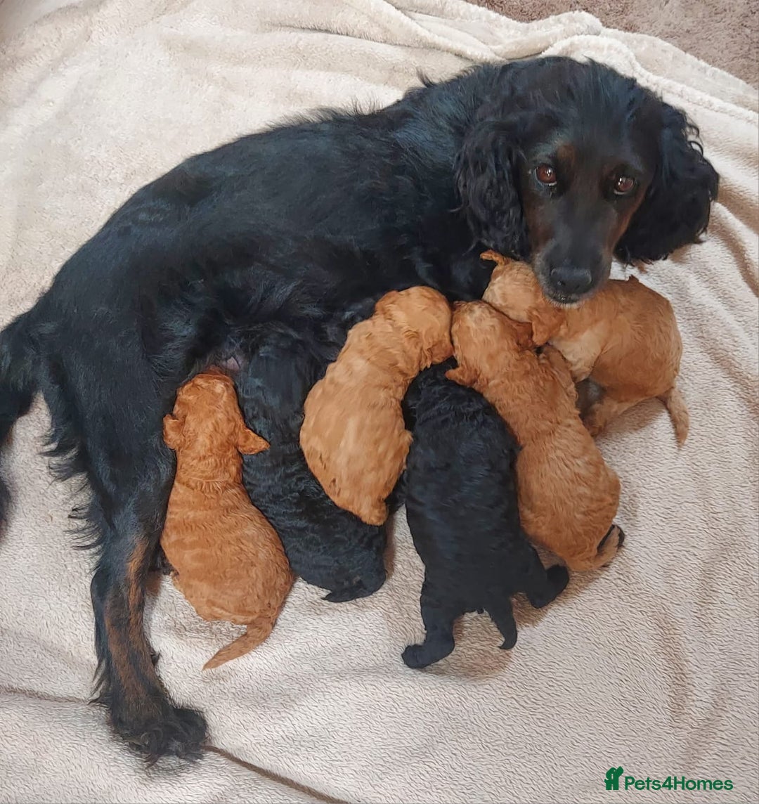 Cockapoo dogs for sale: 🐾 Gorgeous Cockapoo Puppies Ready now 🐾  - Image 8