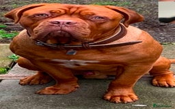 Dogue De Bordeaux dogs for sale: FULL PEDIGREE 🦁 Dogue de Bordeaux pups ( French ) - Image 10