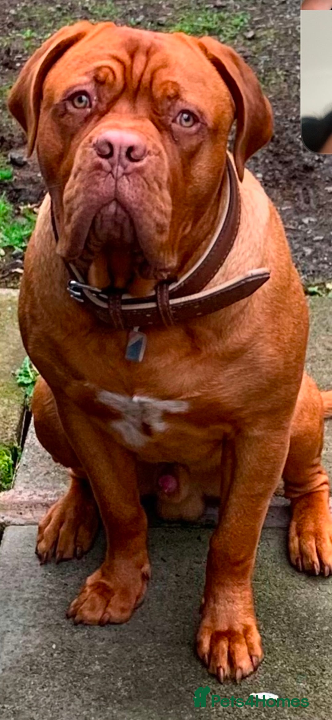 Dogue De Bordeaux dogs for sale: FULL PEDIGREE 🦁 Dogue de Bordeaux pups ( French ) - Image 10