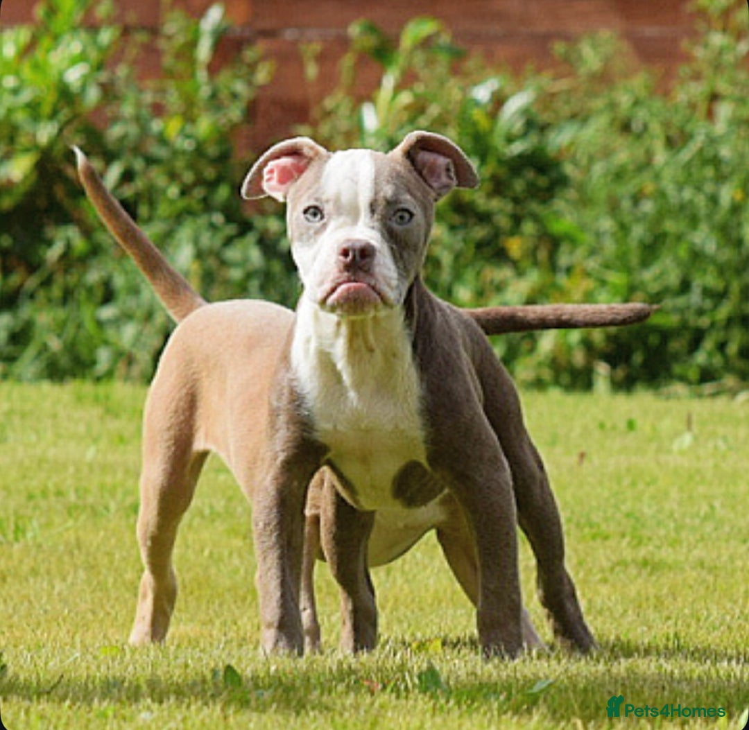 Old Tyme Bulldog dogs for sale: 5⭐️RATED, LICENSED. 23 YEARS EXPERIENCE  - Image 4