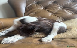 Sprocker dogs for sale: 8 glorious sprocker pups  - Image 30