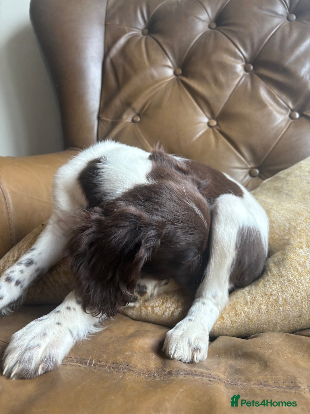 Sprocker dogs for sale: 8 glorious sprocker pups  - Image 30